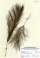 藏品(Equisetum sylvaticum L.)的圖片